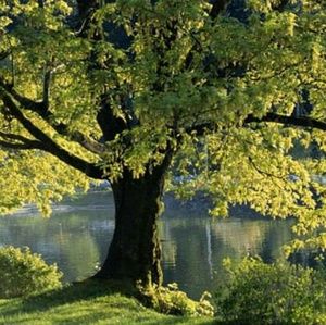 Meet your Posher, Rhonda